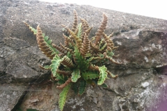 Rusty Black fern: Martina Slater