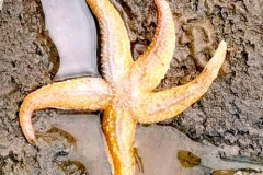 Common Starfish by Alistair Stevenson