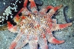 Common Sunstar Minehead, by Alastair Stevenson