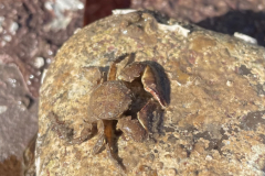 Broad clawed Porcelain Crab Porcellana platycheles.  Photo M Slater