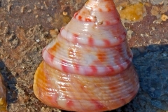 Painted-Topshell by Alistair Stevenson