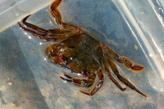 Velvet-Swimming-Crab by Alistair Stevenson