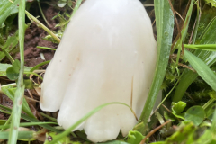 Fungi