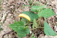 Puccinia urticata (Nettle Rust).with permission by A. Stevenson.