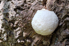 Eteridium lycoperdon(False Puffball by A. Stevenson.