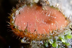 Scutellinia olivascens (Eyelash Fungus) , with kind permission from A. Stevenson