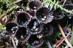 Fluted birdsnest by A Stevenson