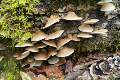 Peeling Oysterling, Crepidtus mollis by M Slater