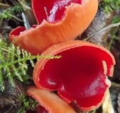 Sian Parry: Scarlet Elfcup