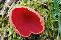 Scarlet Elfcup by Alastair Stevenson