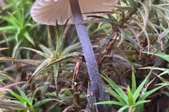 Milking Bonnet, Mycena galopus by M Slater