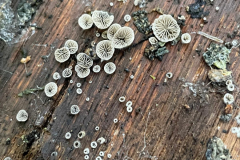 Smoked Oysterling , Resupinatus applicatus by M Slater