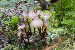 Clustered Bonnet, Mycena inclinata by M Slater