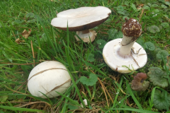 Agaricus campestris at Dunster by A. Stevenson