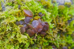 Beech-Jellydisc A Stevenson