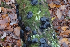 Black Bulgar:Bulgaria inquinans: Photo by Ian Hart, verified by Sian Parry