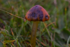 Blackening-Waxcap A Stevenson