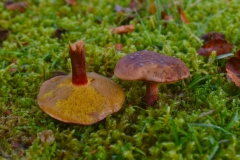 Boletus-luridiformis A Stevenson