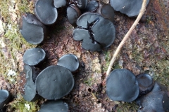 Black Bulgar,  Bulgaria inquinans: David Mileham