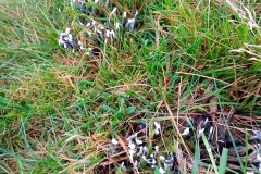 Candlesnuff Fungus, Xylaria hypoxylon: David Mileham