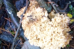 Cauliflower-Fungus, Sparassis crispa: Dave Mileham