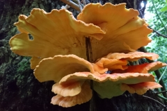 Chicken in the woods:Sulphur-polypore. Martina Slater