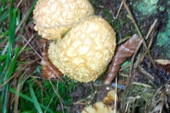 Common-Earthball,  Scleroderma citrinum: Dave Mileham
