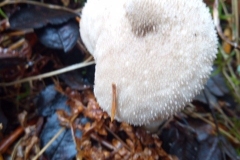 Common Puffball, Lycoperdon perlatum: David Mileham