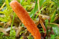 Cordyceps militaris (Scarlet Caterplillar-Club): photo by Jamie Warren at Madacombe