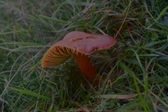 Crimson-Waxcap A Stevenson