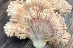 Split-gill Schizophyllum commune - looks like exquisite tropical coral . Photo by Martina Slater