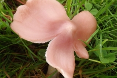Sian Parry: Ballerina Waxcap