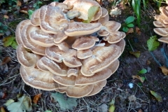 Giant Plypore, Meripilus: David Mileham