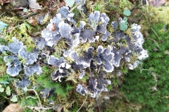 Peltigera sp. Dog Lichen Stephen Pearce 2022