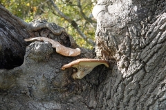 Dryads Saddle: Cerioporus-squamosus. Photo by  Ian Hart, verified by Sian Parry