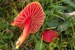 Sian Parry: Scarlet Waxcap