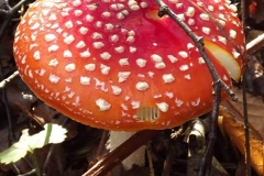 Sian Parry: Fly Agaric
