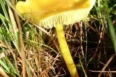 Martina Slater: Golden Waxcap