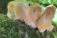 Andrew May (and family) of Lynton  has sent in his photos and information of the rare tooth fungus, Hericium cirrhatum (Tiered Tooth) on Exmoor