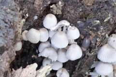 Fiary inkcap, Coprinellus disseminatus by Ian Hart