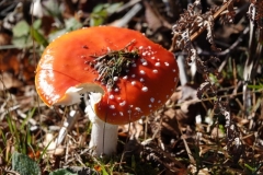Fly agaric: Amanita muscaria@lan Hart