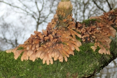 Hazel Hazel Gloves Hypocreopsis rhododendri. By M. Slater.