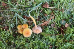 Heath-Waxcap by A Stevenson