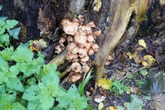 Honey Fungus by Ian Hart