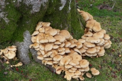 Honey Fungus: Armillaria mellea.  Photo by lan Hart, verified by Sian Parry