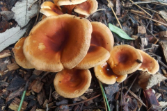 Hygrophoropsis-aurantica, False Chanterelle by A.Stevenson at -Dunster-Hawn