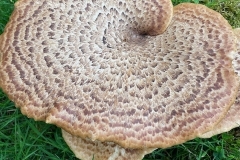Dryad's Saddle, Cerios squamosus taken by C. Tickner near Dunster.