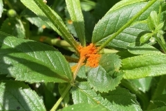Possibly: Kuehneola uredinis, Pale Bramble Rust . C Tickner
