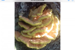Sulphur Polypore (Chicken in woods) from Dave Mileham. Found on the Cabinet Walk, CloutshamSulphur Polypore (Chicken in woods from Dave Mileham).