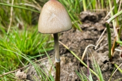 Egghead Mottlegill at Pinkery Pond.  Photo by Brian Ellis.
